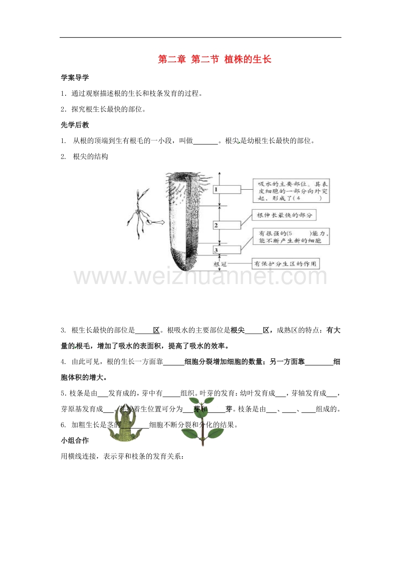 2018年山东省临沂市七年级生物上册3.2.2植株的生长学案（无答案）（新版）新人教版.doc_第1页