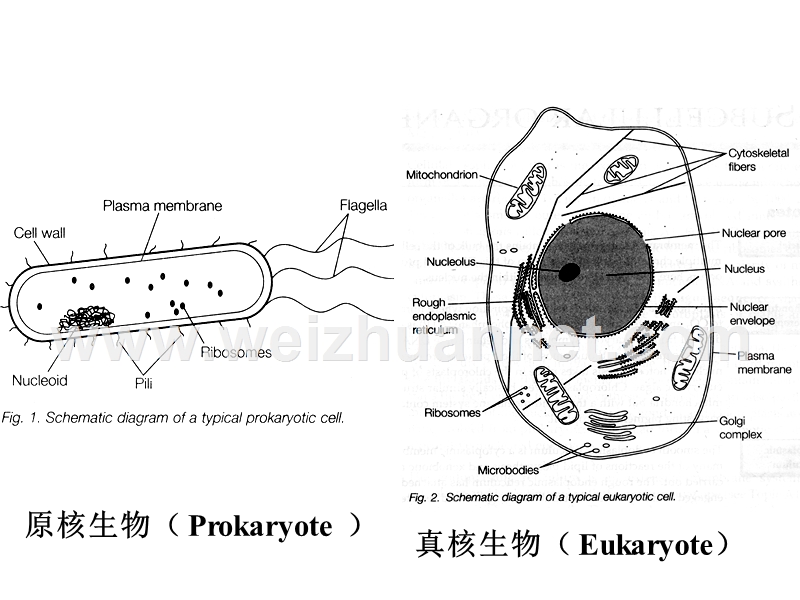 第二章1-染色体与dna.ppt_第3页