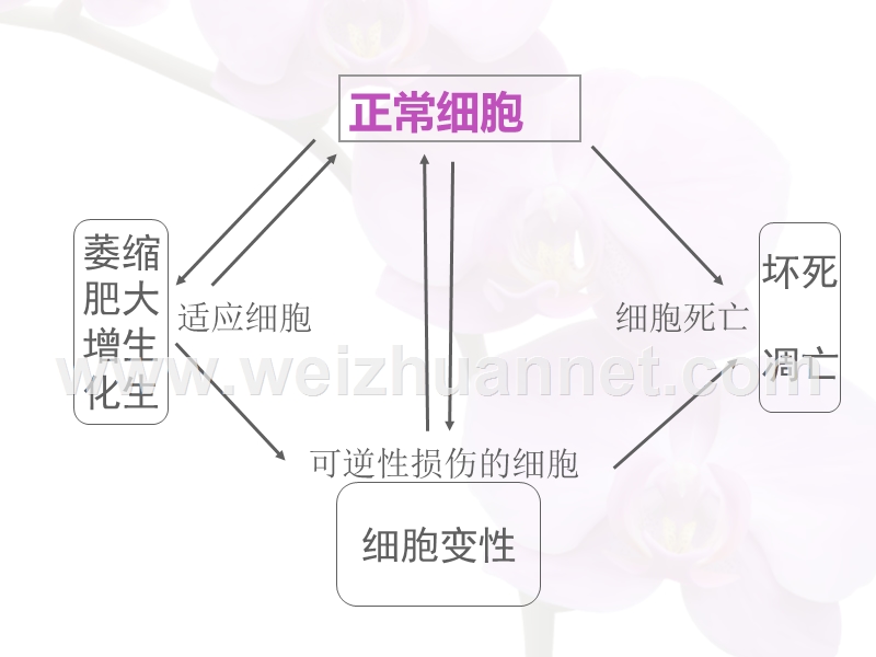 第二章-细胞核组织的适应、损伤与修复.ppt_第2页