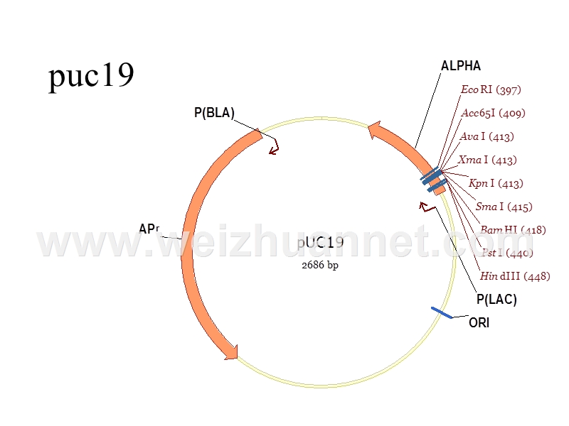 第一部分：分子克隆技术.ppt_第3页