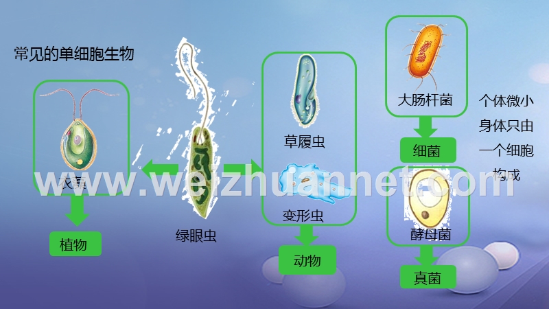 2016_2017学年七年级生物上册2.2.4单细胞生物课件新版新人教版20170808326.ppt_第2页