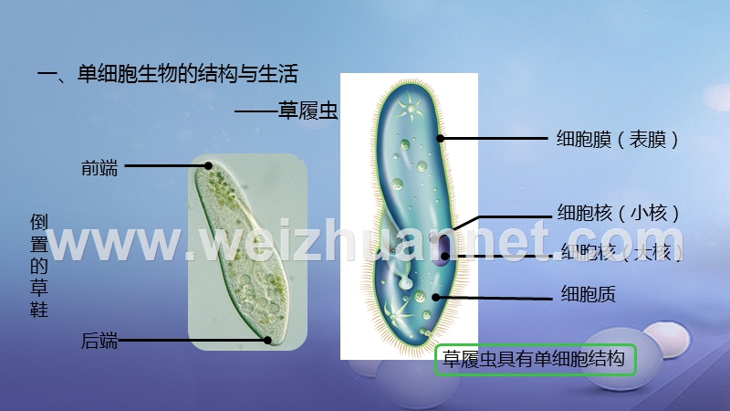 2016_2017学年七年级生物上册2.2.4单细胞生物课件新版新人教版20170808326.ppt_第3页