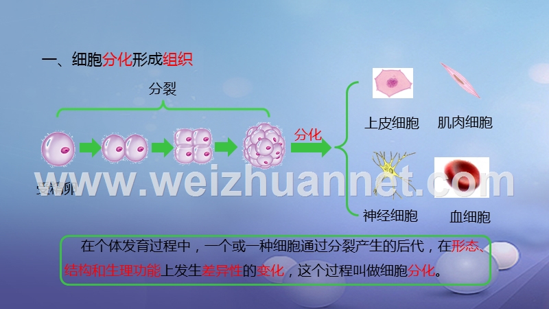 2016_2017学年七年级生物上册2.2.2动物体的结构层次课件新版新人教版20170808320.ppt_第3页