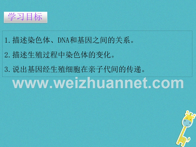 2017_2018学年八年级生物下册7.2.2基因在亲子代间的传递课件新版新人教版.ppt_第2页