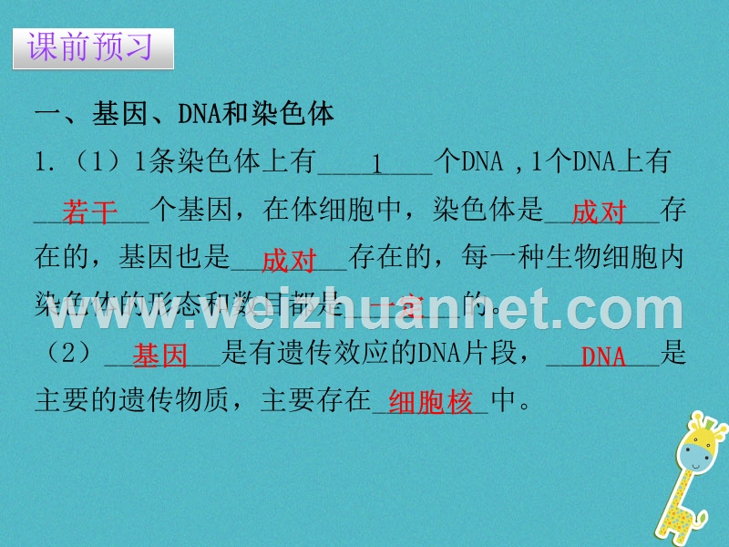 2017_2018学年八年级生物下册7.2.2基因在亲子代间的传递课件新版新人教版.ppt_第3页