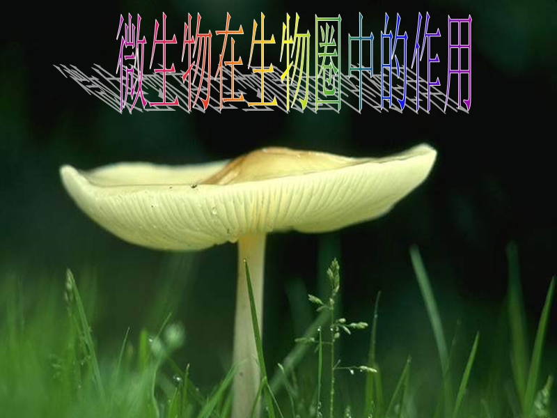 广东省深圳市八年级生物上册18.1微生物在生物圈中的作用课件新版北师大版.ppt_第2页