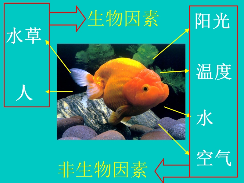 七年级生物上册 第一单元 第2章 第1节 生物与环境的关系课件 （新版）新人教版.ppt_第2页