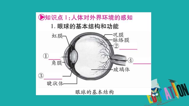 2018中考生物总复习 教材考点梳理 七下 第4单元 第6、7章课件 新人教版.ppt_第2页