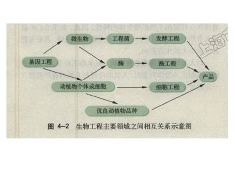 41生物工程概述42细胞工程.ppt_第3页