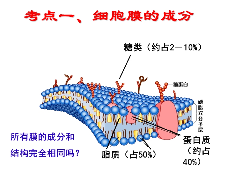 2015高中生物复习细胞核与细胞膜.ppt_第2页