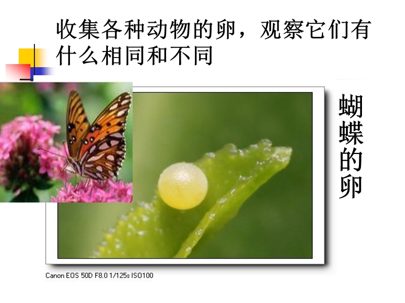 《动物的卵》课件.ppt_第3页