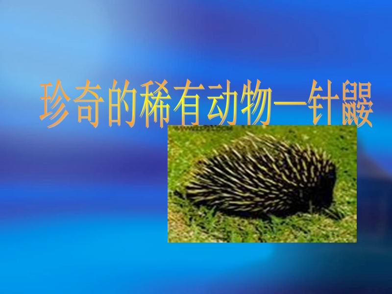 珍奇的稀有动物—针鼹.ppt_第1页