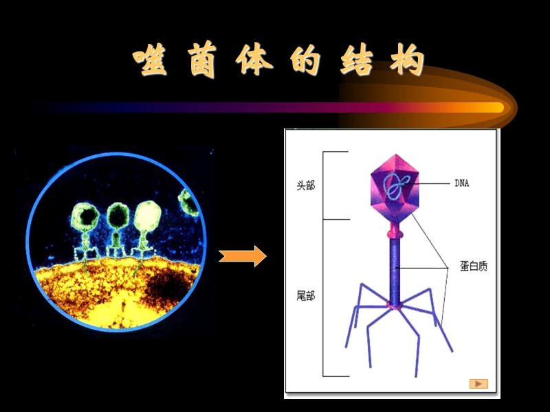 沪科版生命科学高二上第六章《遗传信息的传递和表达》ppt课件2.ppt_第3页