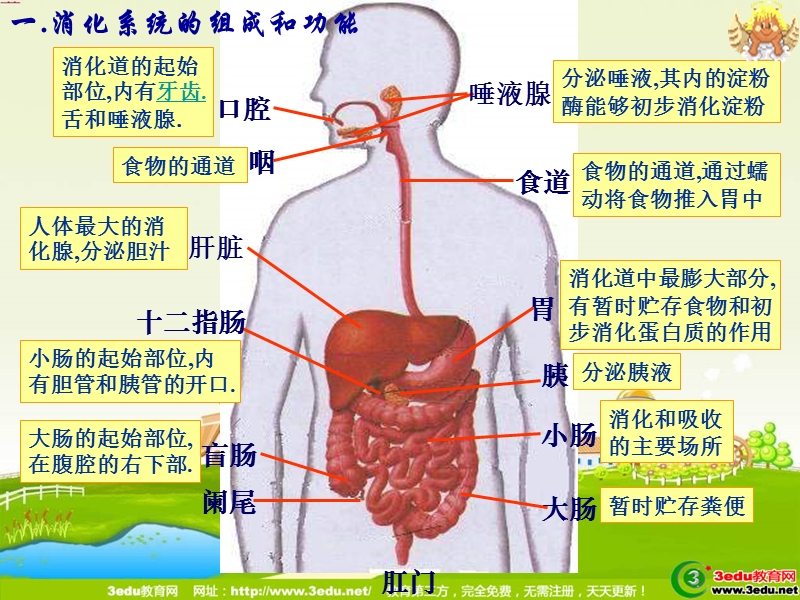 七年级生物消化和吸收-2.ppt1.ppt_第2页