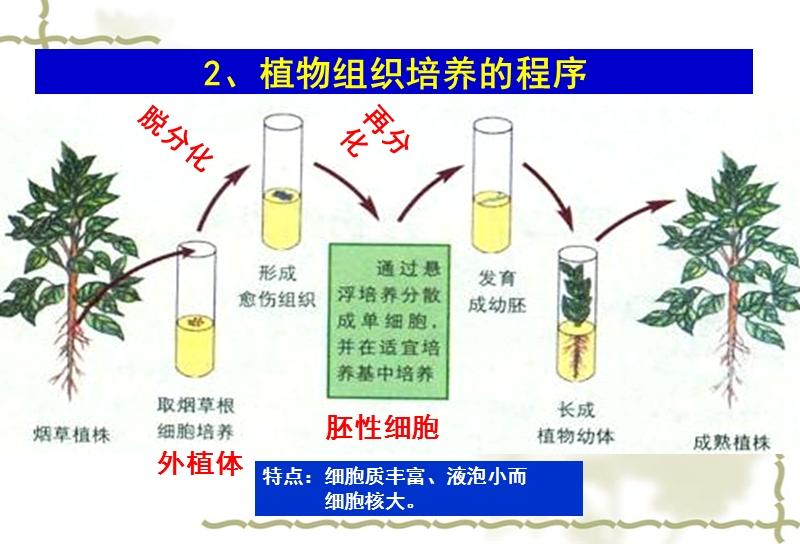 精品课件2015-2016学年高中生物课件：2.2植物的克隆-(浙科版选修三).ppt_第3页