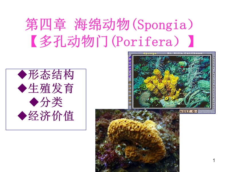 动物学-4-海绵动物门.ppt_第1页