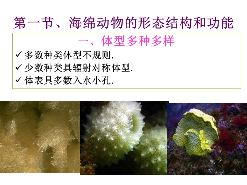 动物学-4-海绵动物门.ppt_第2页