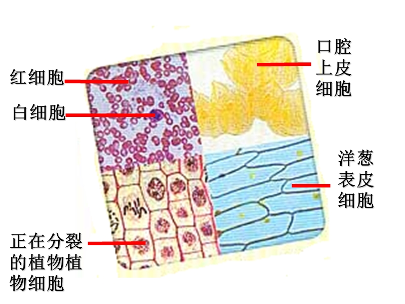 生物的多样性和统一性.ppt_第2页