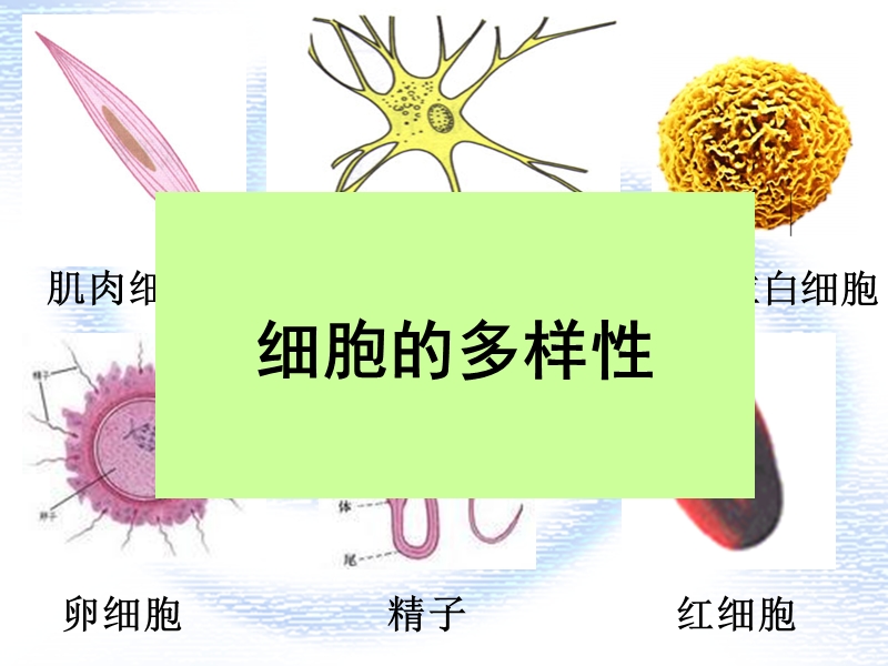 生物的多样性和统一性.ppt_第3页