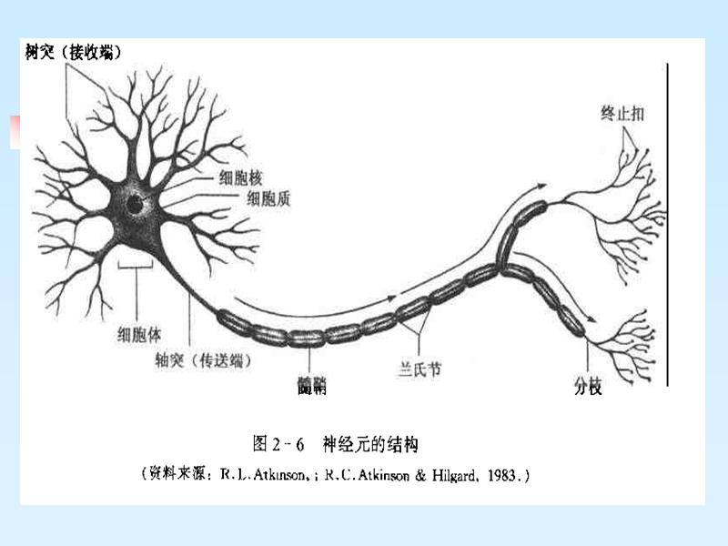 在职教育硕士心理学考前辅导资料2——第二章心理的生理基础.ppt_第3页