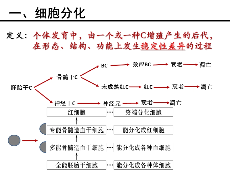 细胞分化高三一轮复习.ppt_第3页