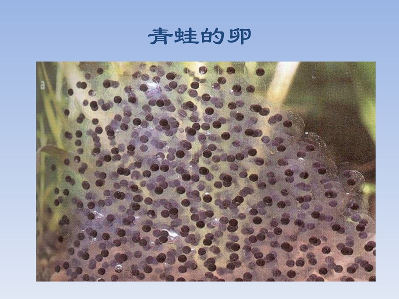 (教科版)科学四下植物的卵 课件.ppt_第3页