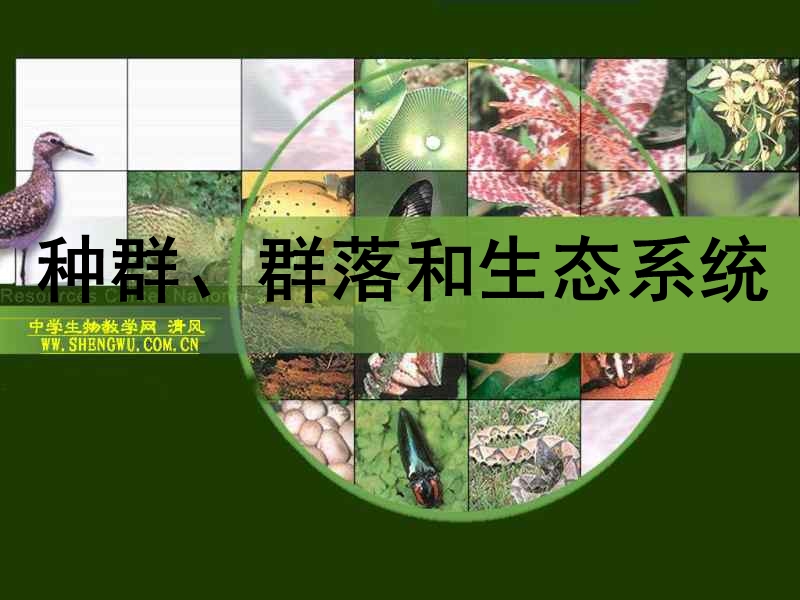 种群和生物群落.ppt_第1页