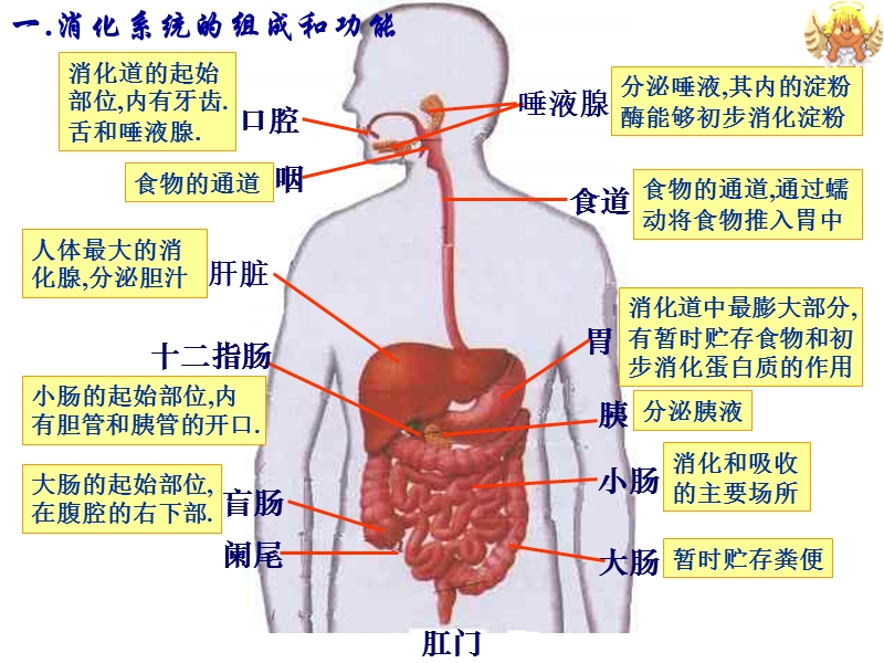 第一节动物的食物与摄食--浙教版.ppt_第3页