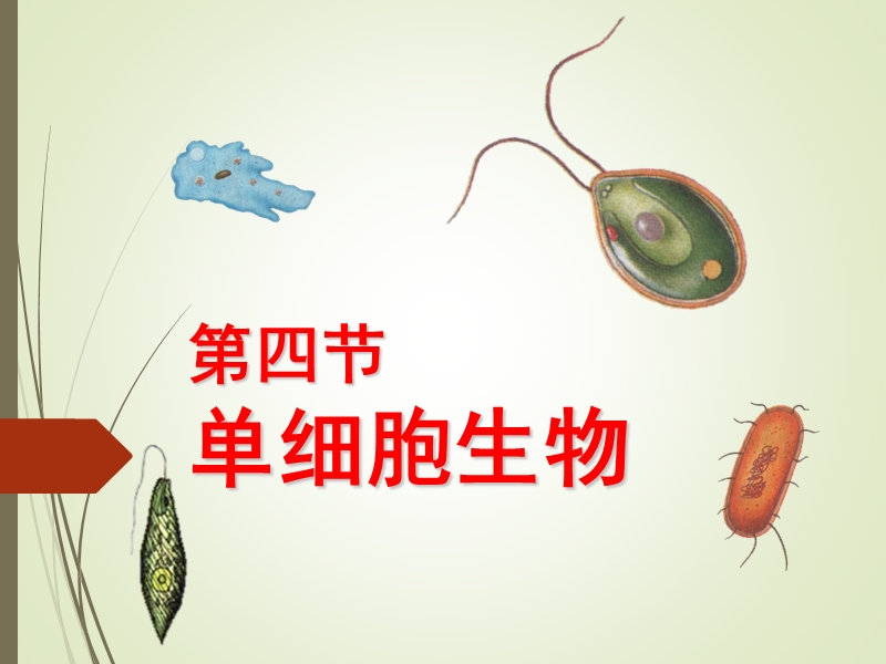 第四节单细胞生物体.ppt_第1页