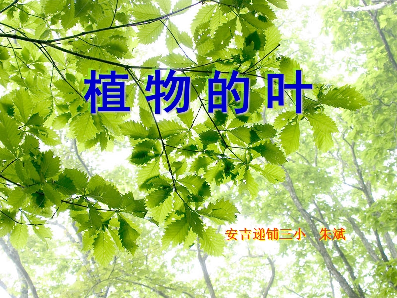 15植物的叶.ppt_第1页