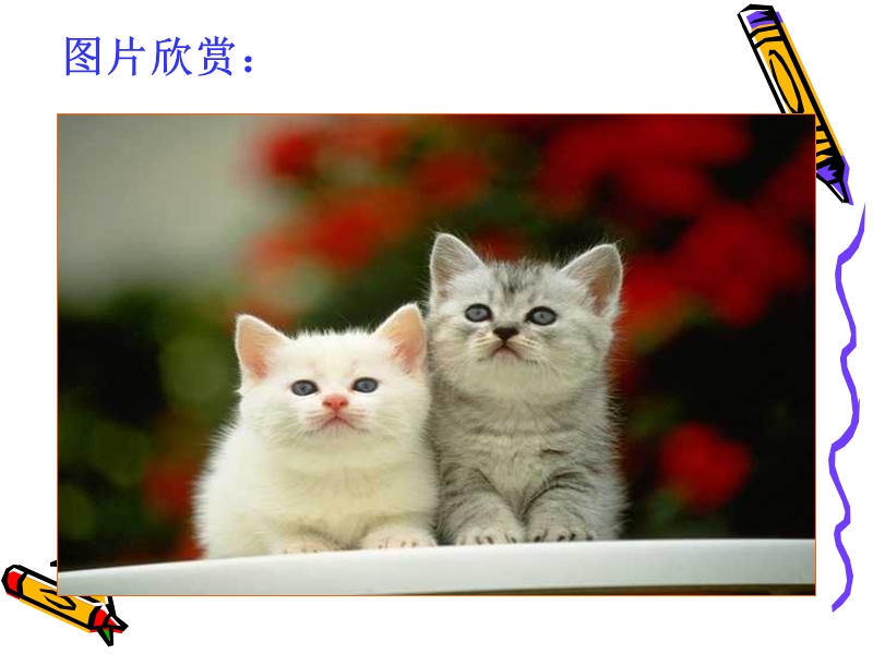 《猫》ppt.ppt_第1页