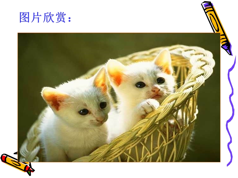 《猫》ppt.ppt_第2页