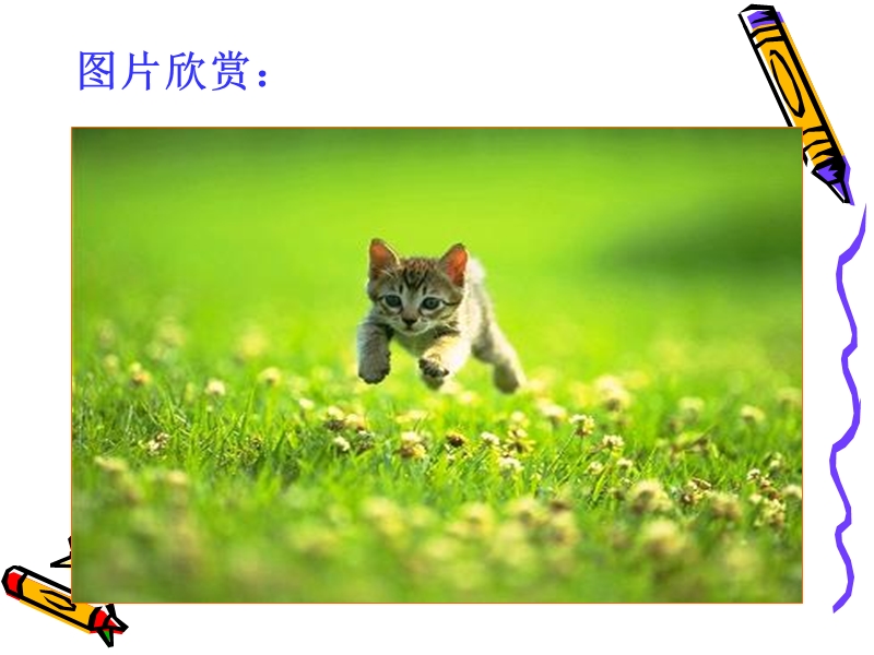 《猫》ppt.ppt_第3页