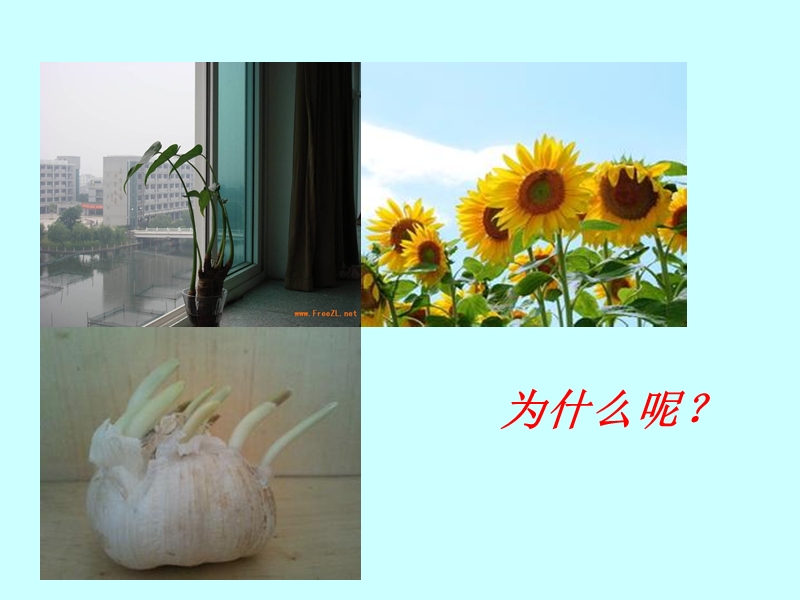 植物生长素的发现.ppt_第2页