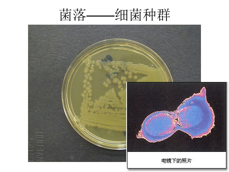 (生物)种群数量的增长.ppt_第2页