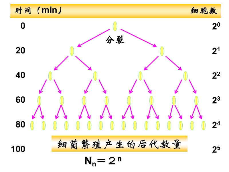 (生物)种群数量的增长.ppt_第3页