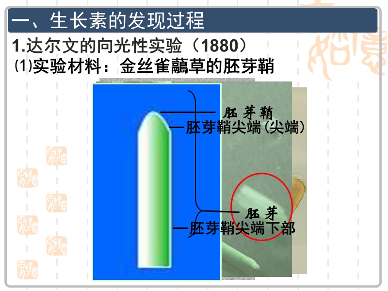 湖南省宁乡县实验中学生物：《植物生长素的发现》课件(必修3).ppt_第3页