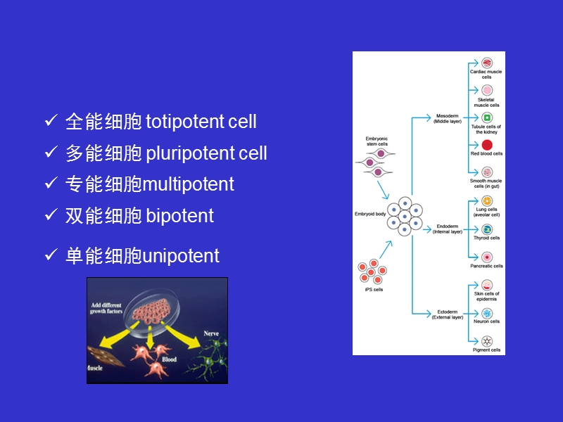 第一篇--发育生物学基本原理.ppt_第2页