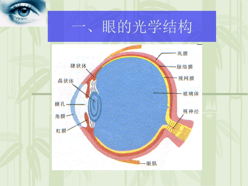 眼-睛-的-调-节.ppt_第2页