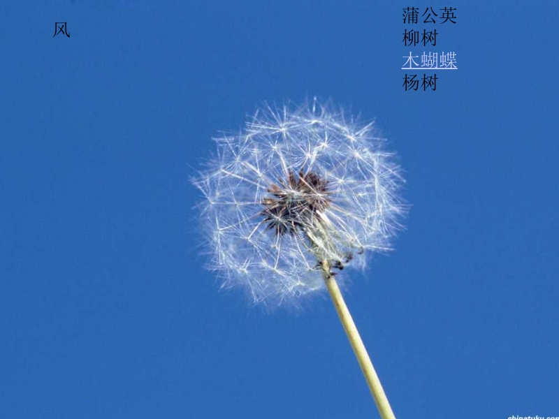 《植物妈妈有办法》ppt课件111.ppt_第2页