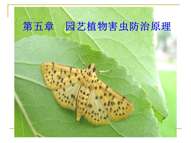 病虫害防治原理.ppt_第1页