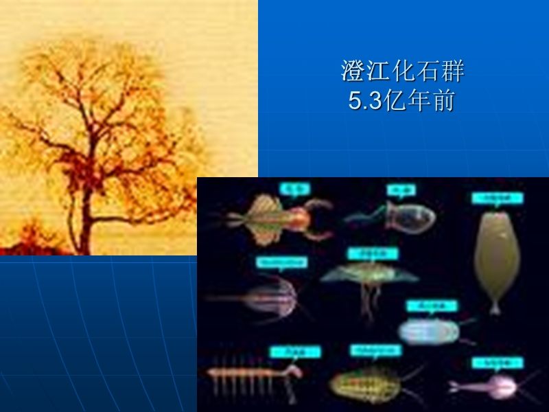 同位素地质年龄测定.ppt_第2页