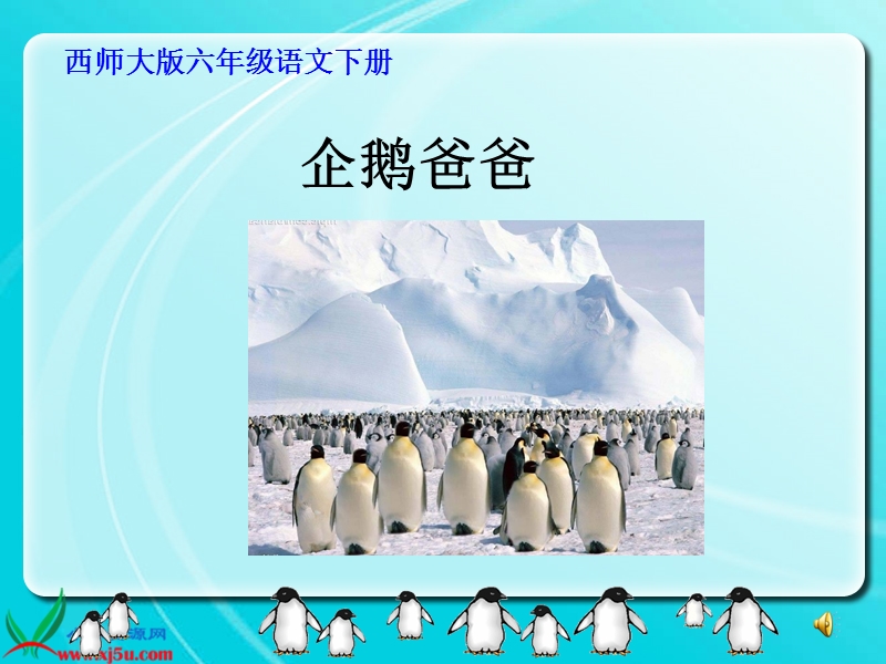 (西师大版)六年级语文下册课件企鹅爸爸.ppt_第1页