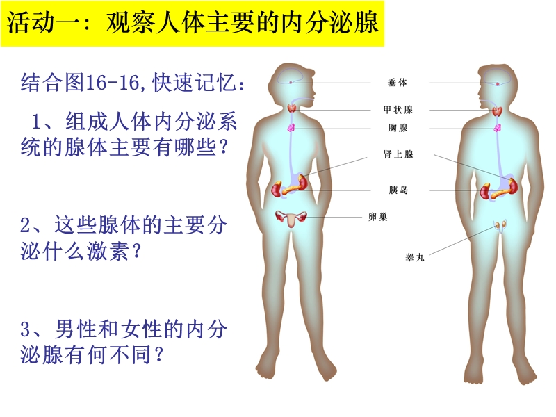 16.3人体的激素调节.ppt_第2页