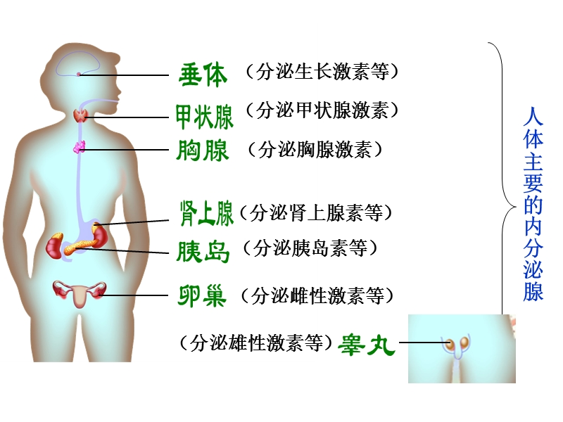 16.3人体的激素调节.ppt_第3页