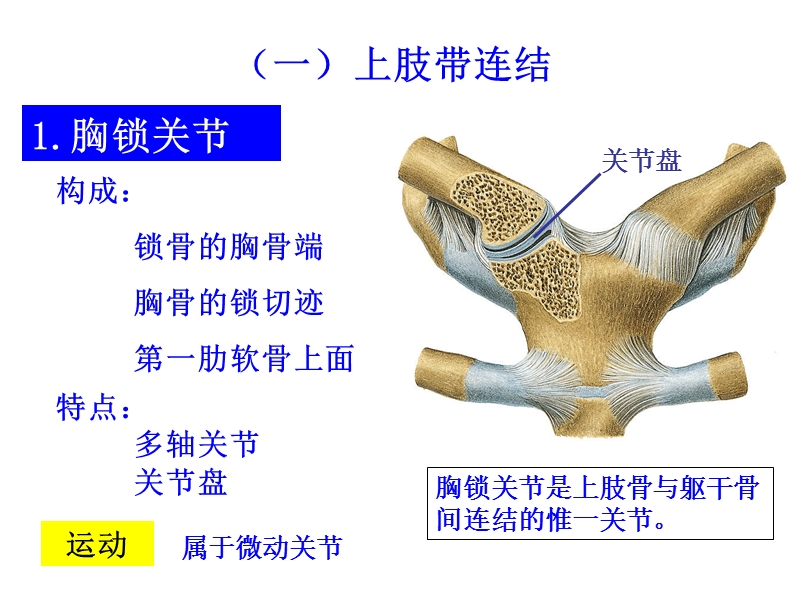 上肢骨连接.ppt_第3页