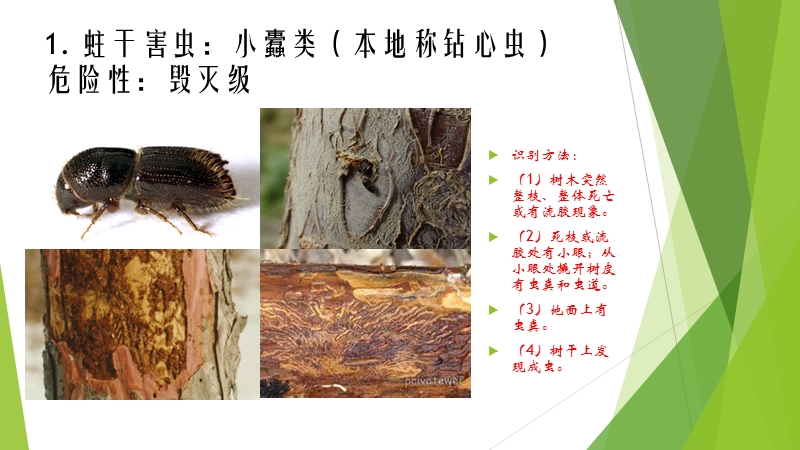 园林植物主要病虫草害.ppt_第3页