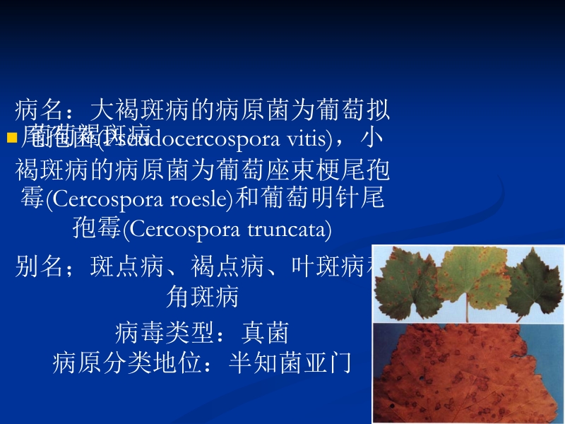 葡萄褐斑病.ppt_第1页