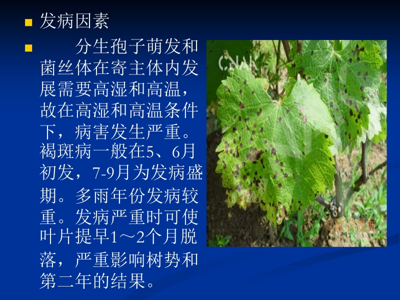 葡萄褐斑病.ppt_第2页