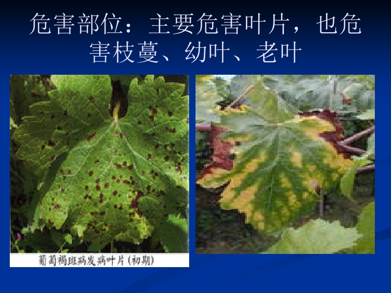 葡萄褐斑病.ppt_第3页